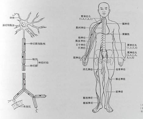 人体工程学基础-2、人体活动及其效率
